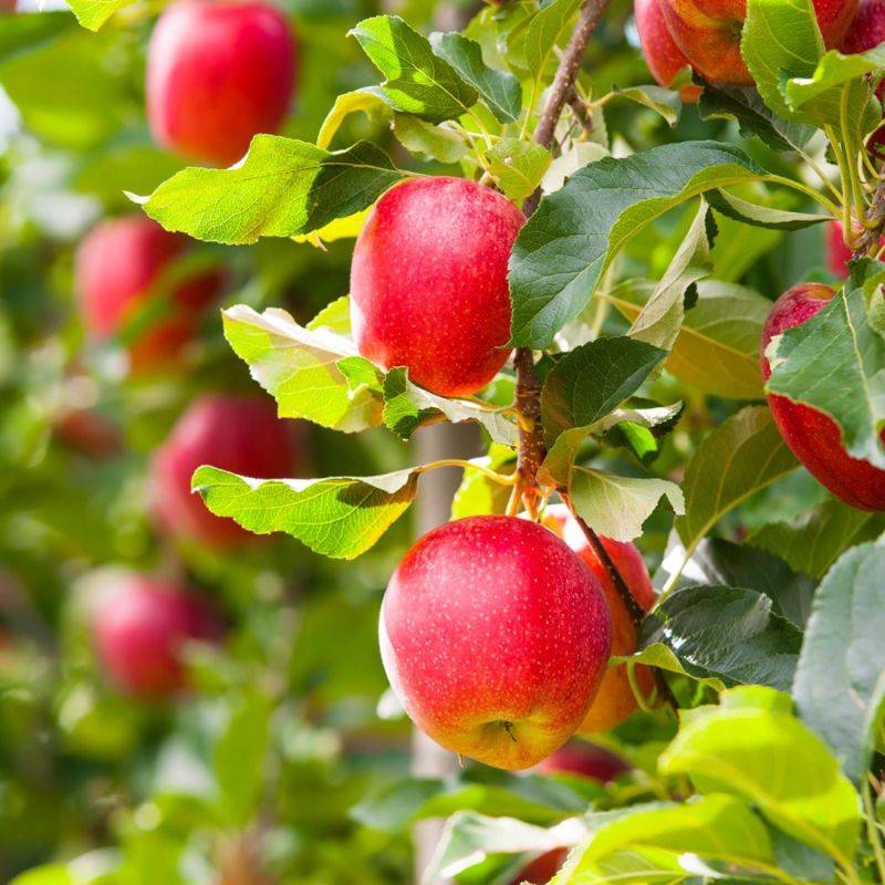 Pommier 'Royal Gala' (Malus domestica 'Royal Gala' ®) - Scion de 100cm - Pépinières Naudet - Imagen 1