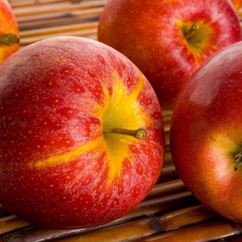 Pommier 'Royal Gala' (Malus domestica 'Royal Gala' ®) - Scion de 100cm - Pépinières Naudet - Imagen 2