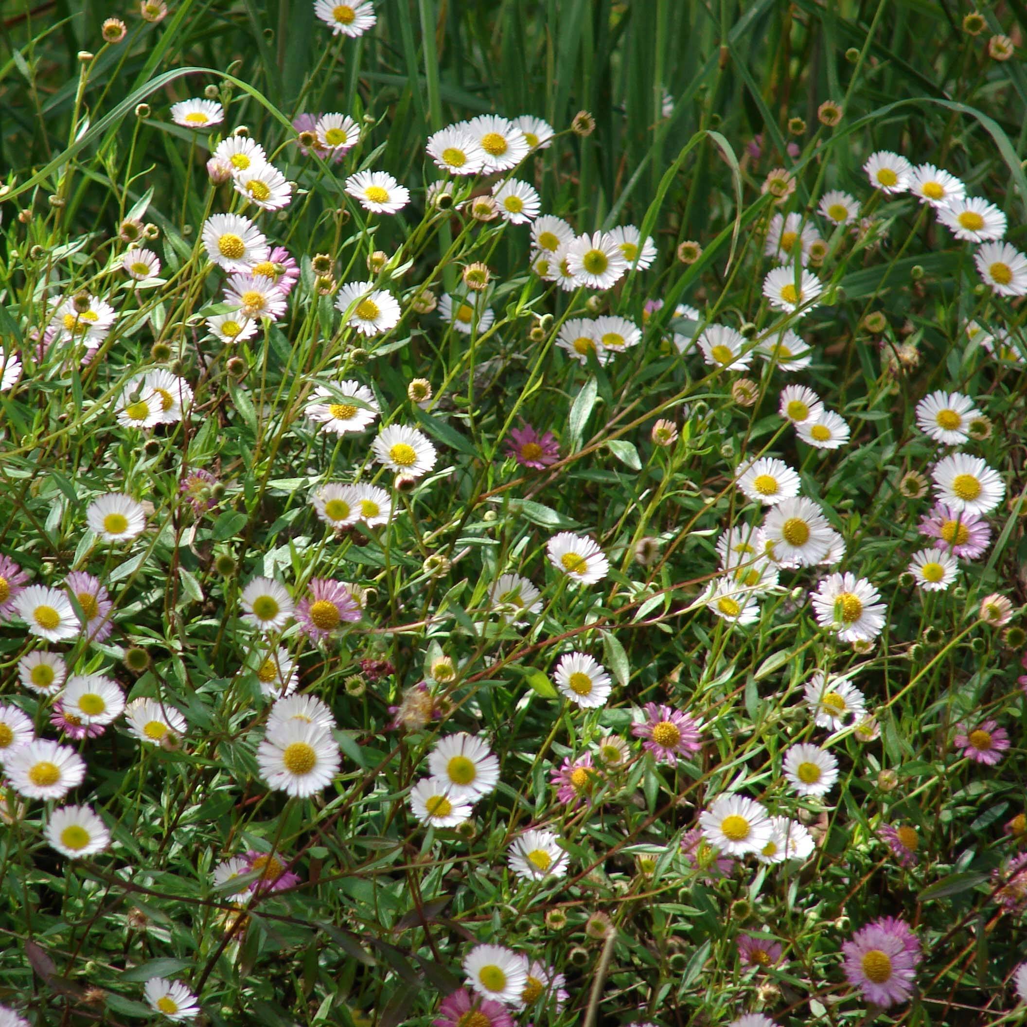 Promesse de Fleurs - Erigeron karvinskianus - Vergerette Pot de 2L/3L