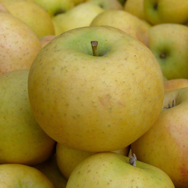 Pommier Belchard - Bon rendement - Pot de 15L - Double U - 150/175 cm - De 3,00 m à 5,00 m - Imagen 6