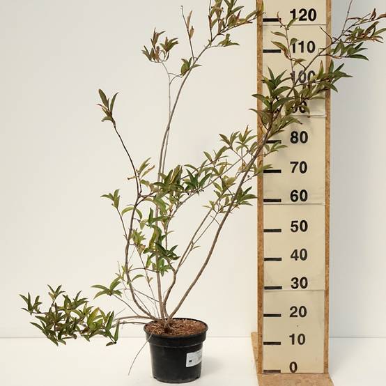 Lonicera involucrata var. ledebourii - Chèvrefeuille de Ledebour Pot de 4L/5L - Image 2