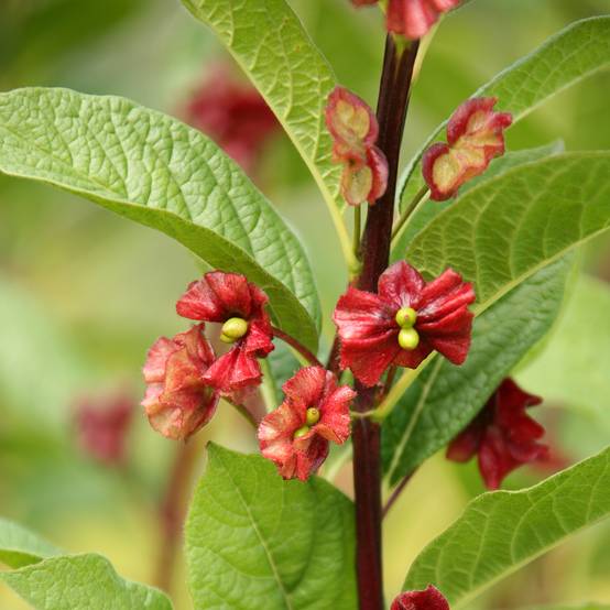 Lonicera involucrata var. ledebourii - Chèvrefeuille de Ledebour Pot de 4L/5L - Image 1