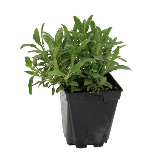 Plant de sauge officinale vert pot de 1litre - Image 1