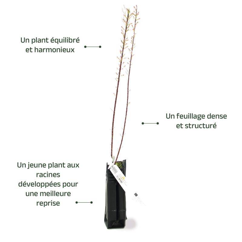 Tamaris de Printemps (Tamarix tetrandra 'Africana') - Godet - Taille 20/40cm - Pépinières Naudet - Image 4