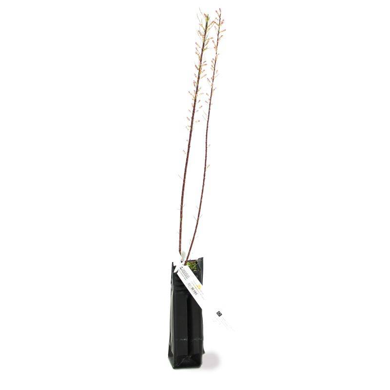 Tamaris de Printemps (Tamarix tetrandra 'Africana') - Godet - Taille 20/40cm - Pépinières Naudet - Image 3