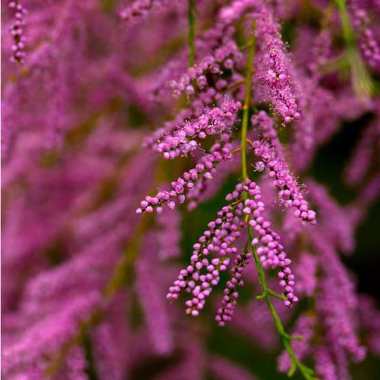 Tamaris de Printemps (Tamarix tetrandra 'Africana') - Godet - Taille 20/40cm - Pépinières Naudet - Image 1