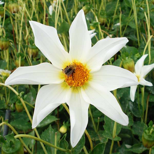 Dahlia Honka Wit (Nordstar) Bulbe