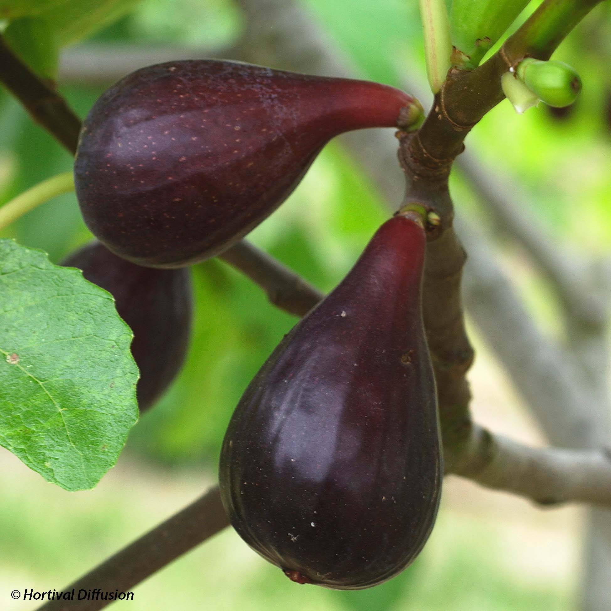 Promesse de Fleurs - Figuier Noire de Caromb Bio Petites Racines nues