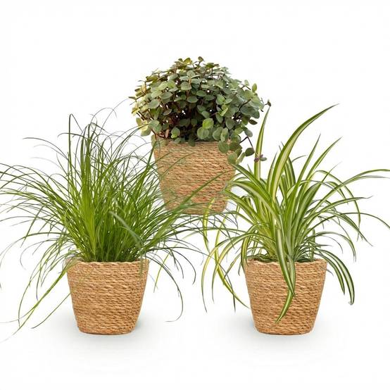 La Green Touch - Cyperus - H30cm - Image 4