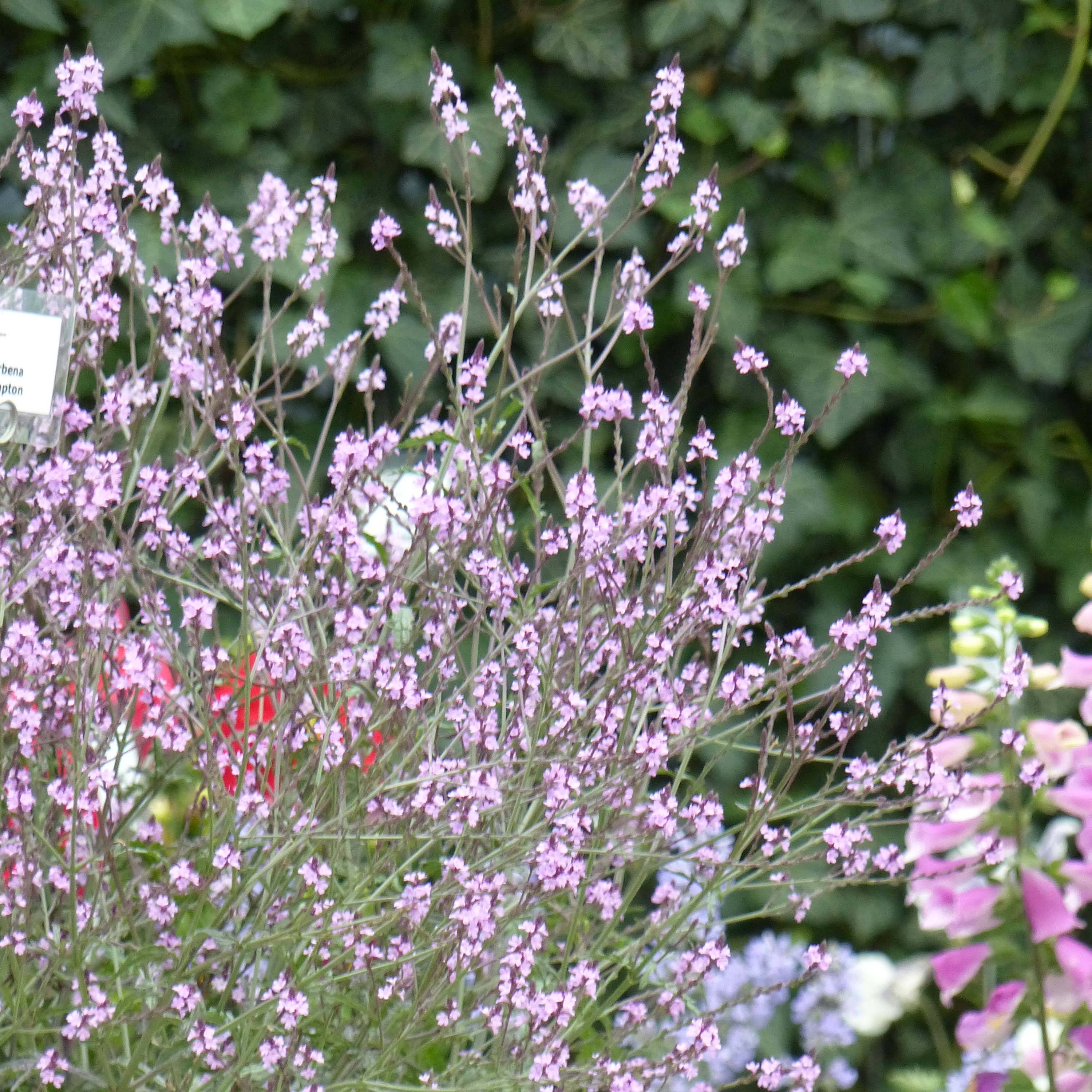 Verbena officinalis Bampton - Verveine officinale Pot de 2L/3L