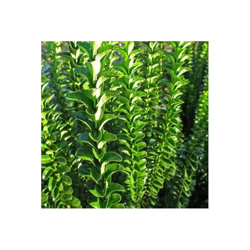 Fusain du Japon Benkomoki (Benkomasaki), Euonymus - Pot de 3L - 40/60 cm - Imagen 1