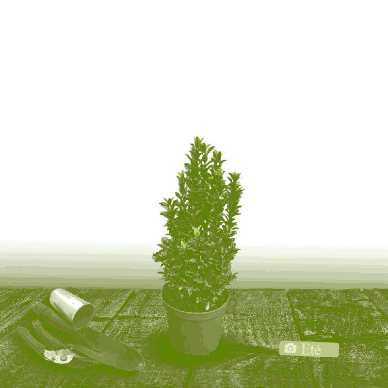 Fusain du Japon Benkomoki (Benkomasaki), Euonymus - Pot de 3L - 40/60 cm - Imagen 3