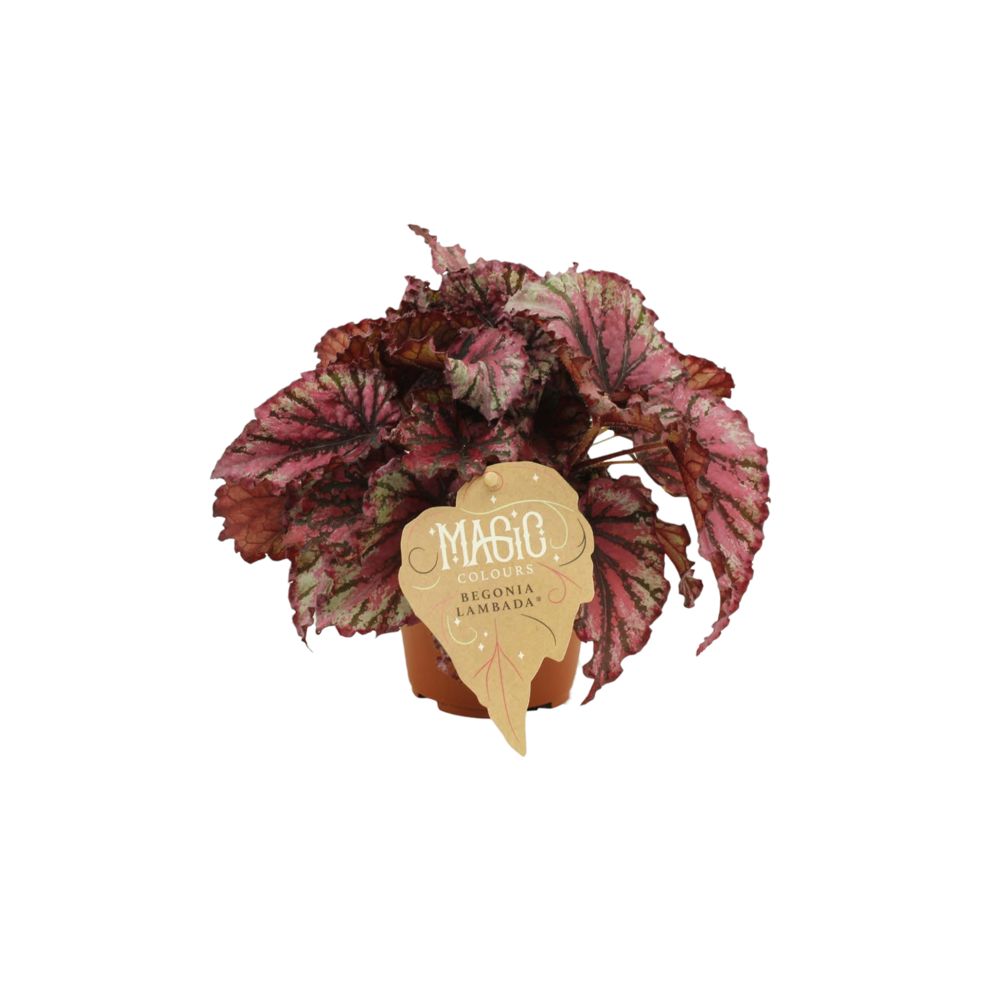 La Green Touch - Begonia Rex 'Lambada' 25cm - Plante d'intérieur- La Green Touch - Imagen 1