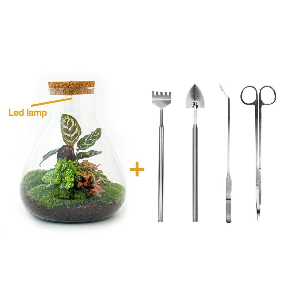 La Green Touch - Kit Terrarium DIY - SAMOS- La Green Touch Avec LED Calathea + Fittonia rouge et verte - Pelle + rateau + Pince + Ciseau