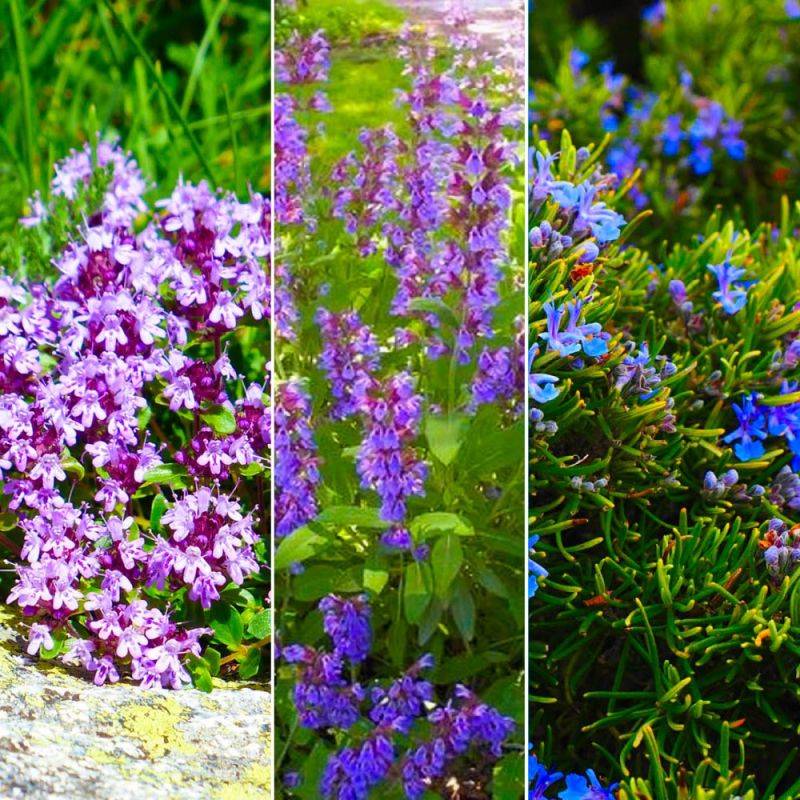 Collection 3 Plantes Aromatiques - Godet - Taille 20/40cm - Pépinières Naudet - Imagen 2