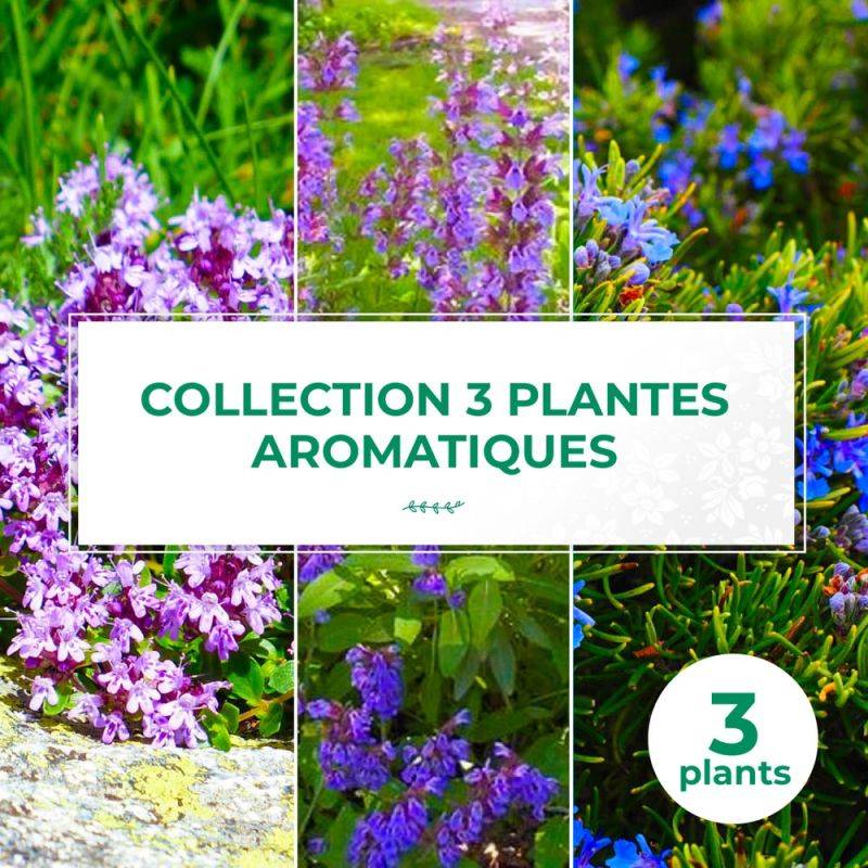 Collection 3 Plantes Aromatiques - Godet - Taille 20/40cm - Pépinières Naudet - Imagen 1