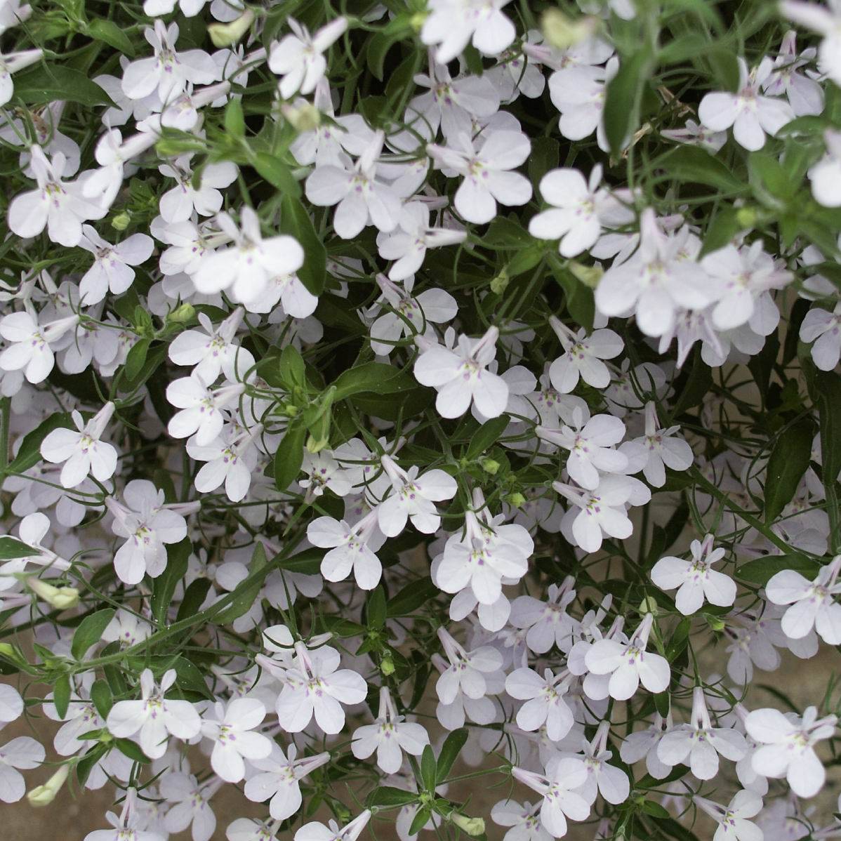 Lobélia Anabel Snow White  Mini-motte Ø 3/4 cm, Plant vert de 5 à 10 cm de haut (par 5)