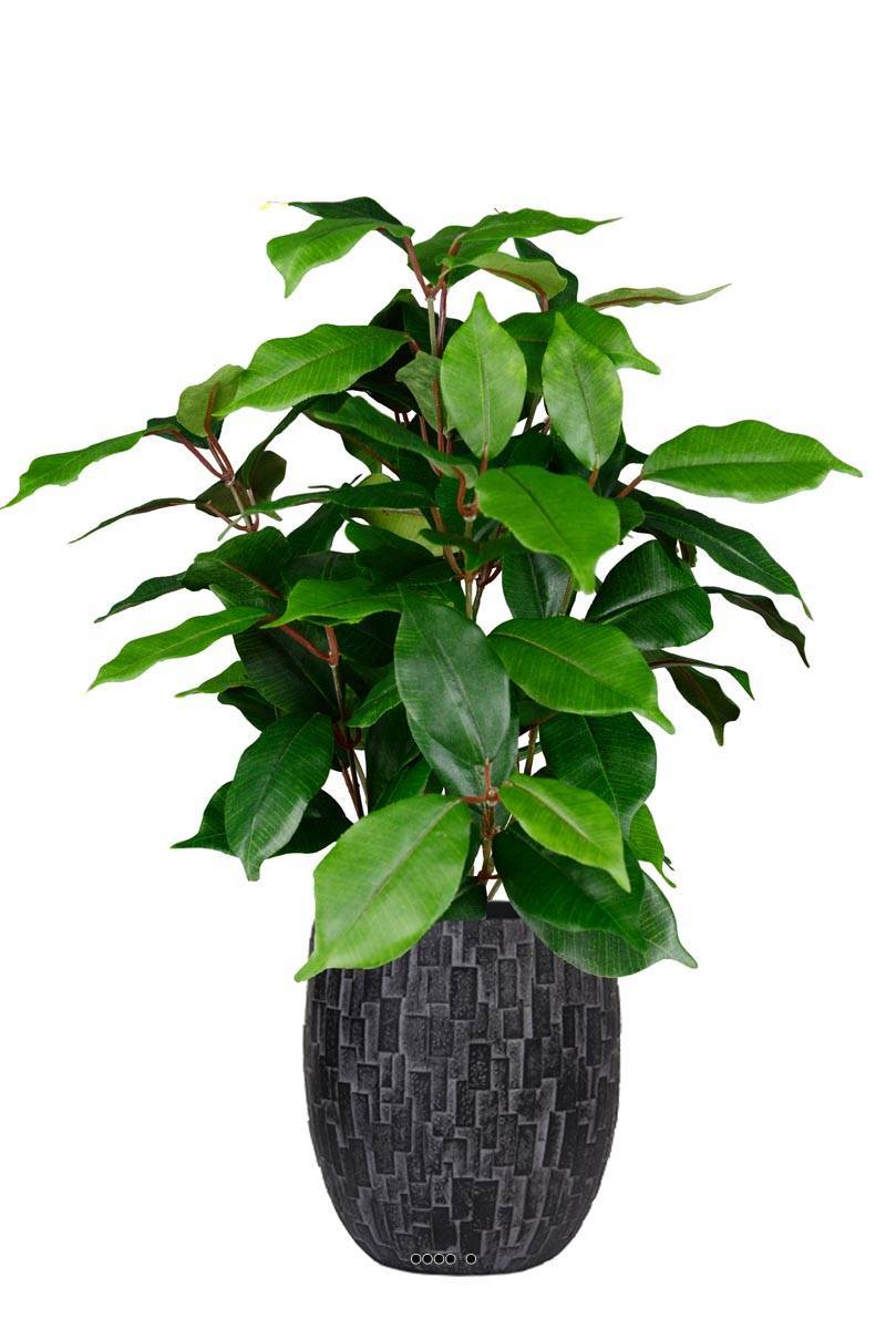 Artificielles - Ficus benjamina artificiel en pot H 40 cm, D 30 cm - Imagen 2