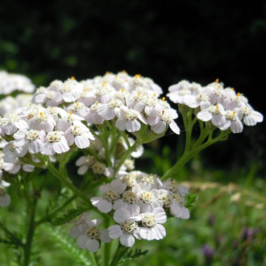 Achillée odorante - Achillea odorata Godet de 8/9 cm