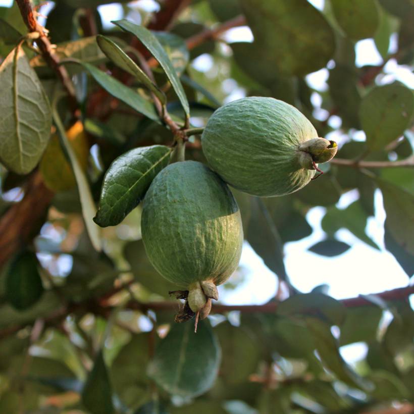 Promesse de Fleurs - Feijoa ou Acca sellowiana Triumph - Goyavier du Brésil Pot de 3L/4L