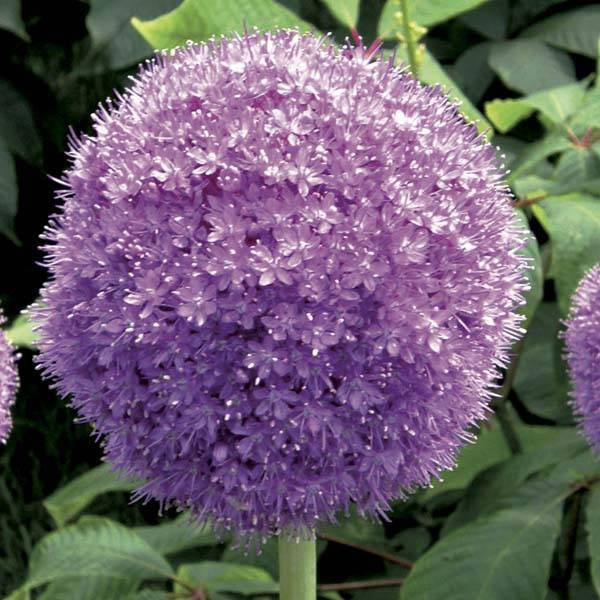 Promesse de Fleurs - Ail d'ornement - Allium giganteum Bulbe calibre 20+