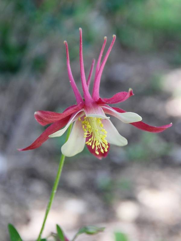 Promesse de Fleurs - Ancolie Crimson Star (rouge et blanche) - Aquilegia vulgaris Godet de 8/9 cm - Image 1