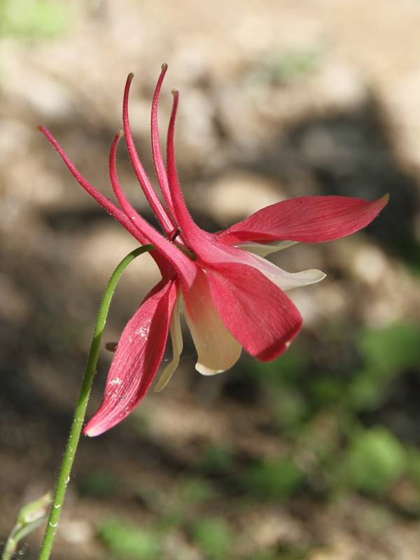 Promesse de Fleurs - Ancolie Crimson Star (rouge et blanche) - Aquilegia vulgaris Godet de 8/9 cm - Image 2