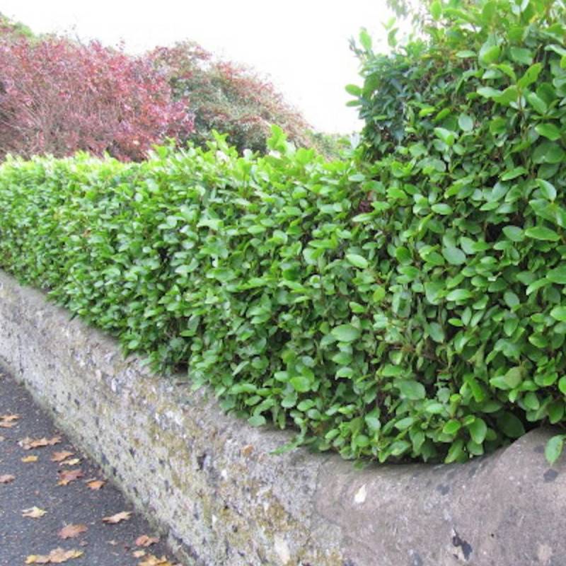 Griseline du littoral, Griselinia - Pot de 3L - 40/60 cm - Imagen 1