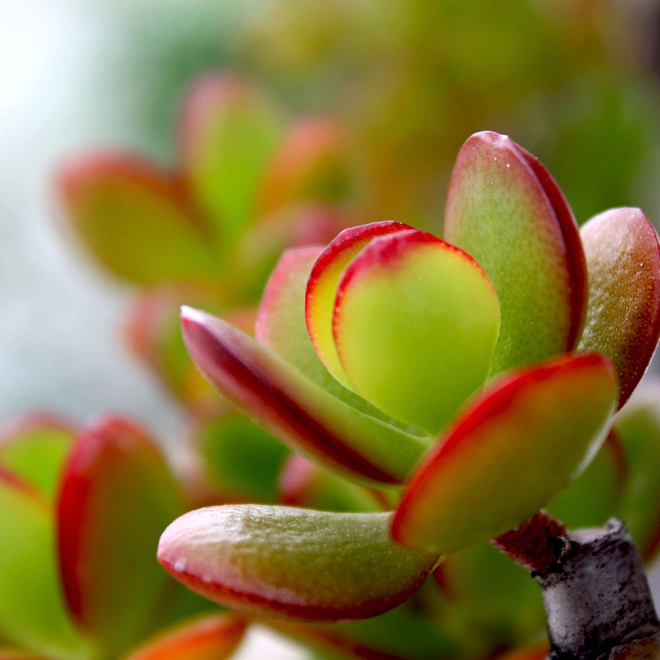 Plant In A Box - Arbre de jade - Crassula ovata 'Sunset' - Hauteur 30-35cm - ⌀17cm - Image 3