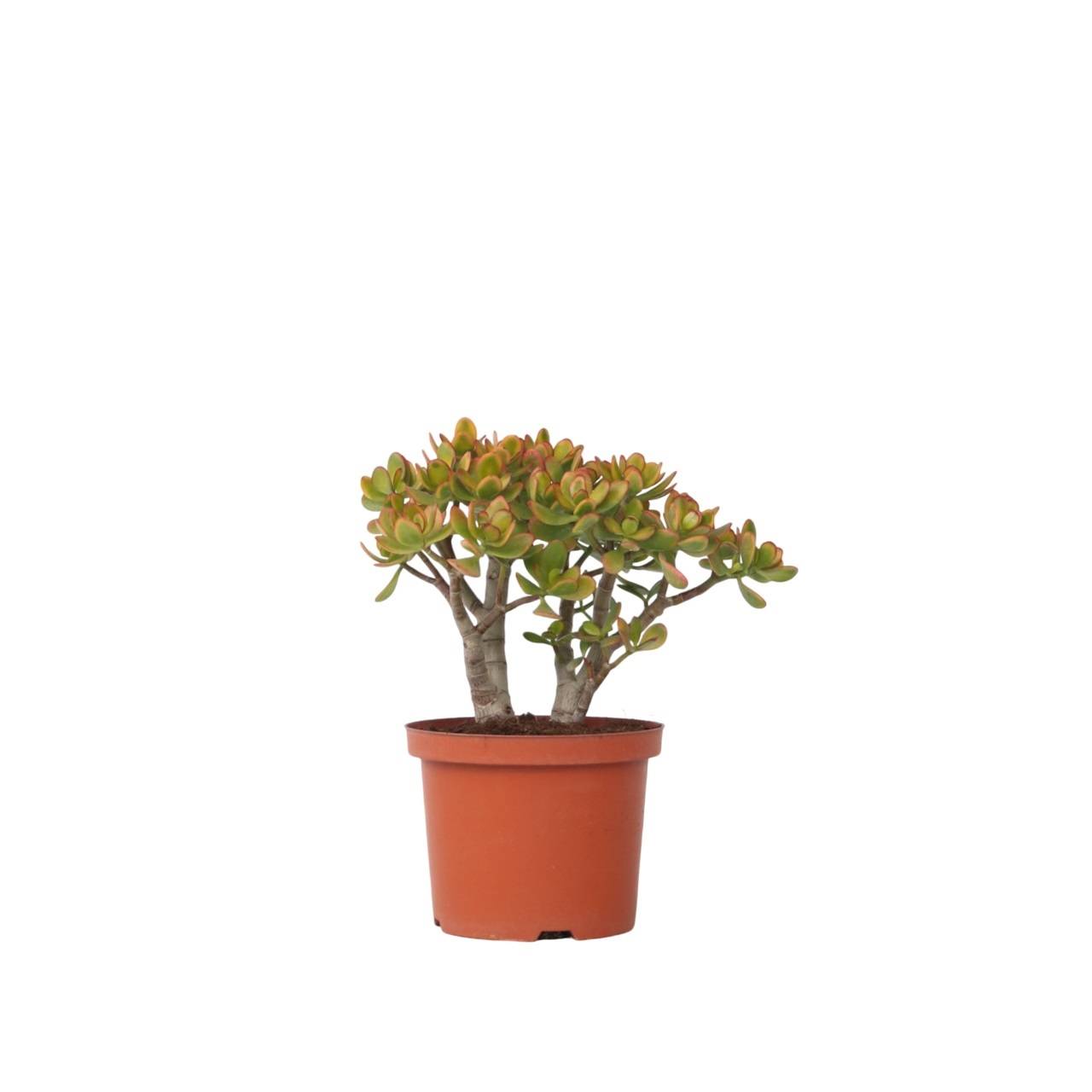 Plant In A Box - Arbre de jade - Crassula ovata 'Sunset' - Hauteur 30-35cm - ⌀17cm - Image 1
