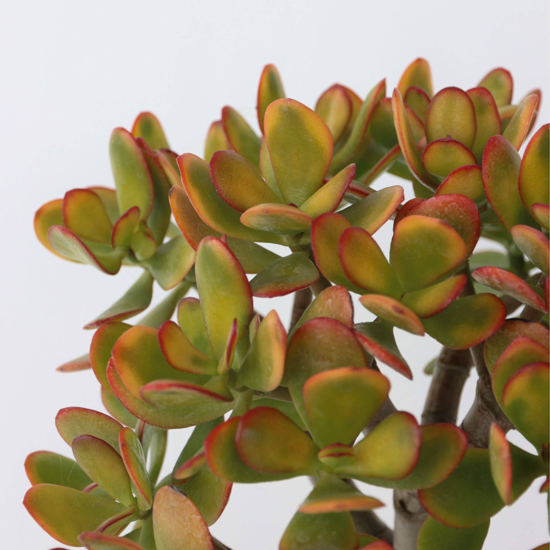 Plant In A Box - Arbre de jade - Crassula ovata 'Sunset' - Hauteur 30-35cm - ⌀17cm - Image 2