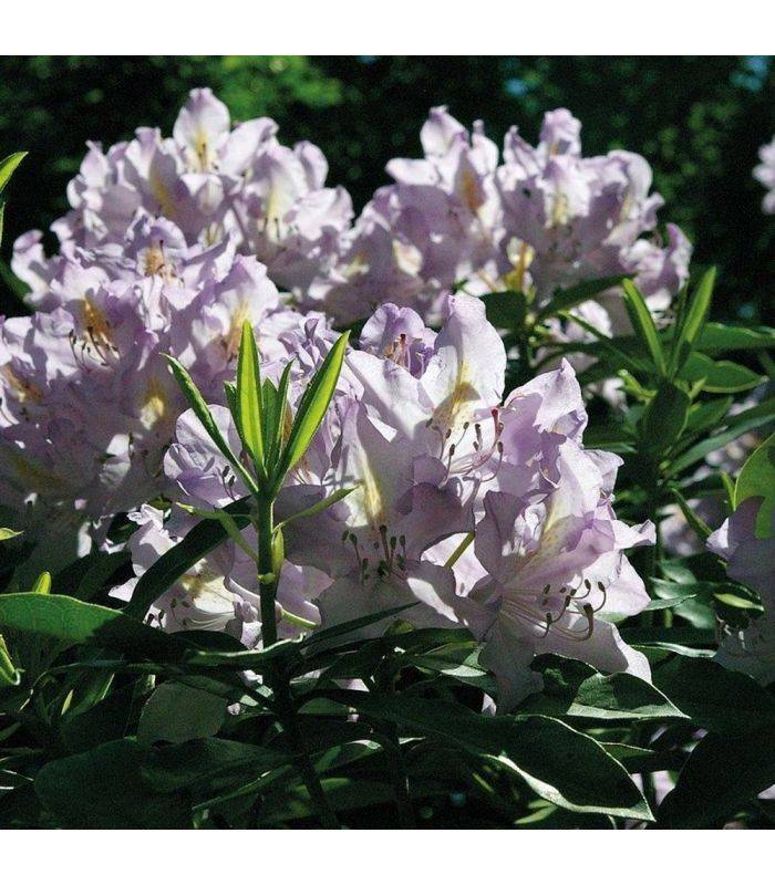 Terreau terre de bruyère forestière 48 sacs 40 litres plantes extérieures - Image 4