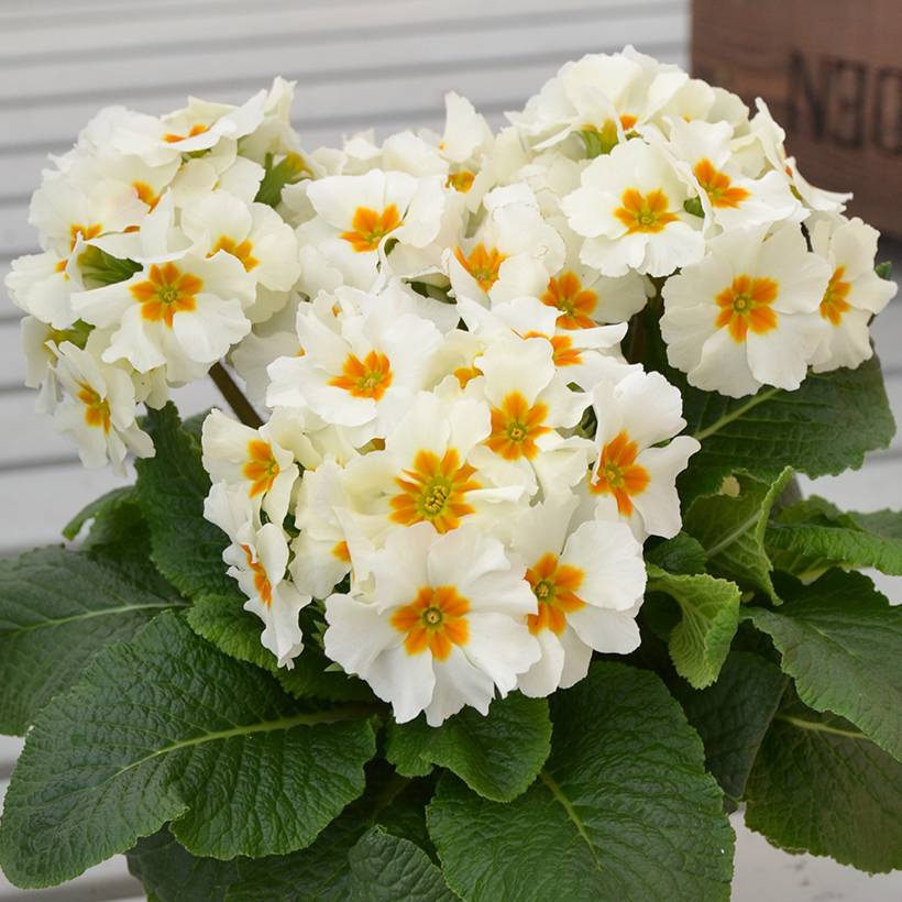 Promesse de Fleurs - Primevère - Primula elatior Colibri White Mini-motte Ø 1,5/2,5 cm (par 5)