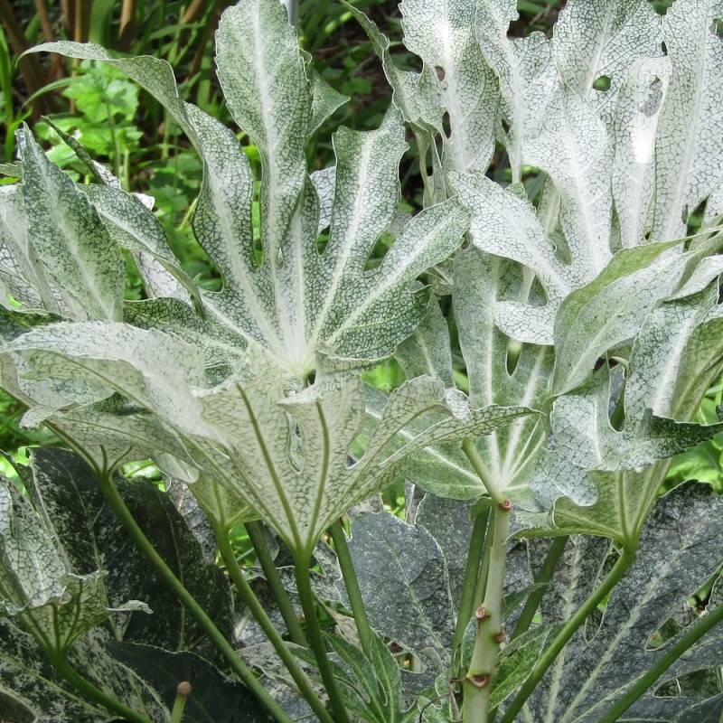 Fatsia  Spider's Web, Faux-Aralia du Japon à fleurs Blanche/ - feuillage Persistant - Godet - 5/20 cm - Imagen 6