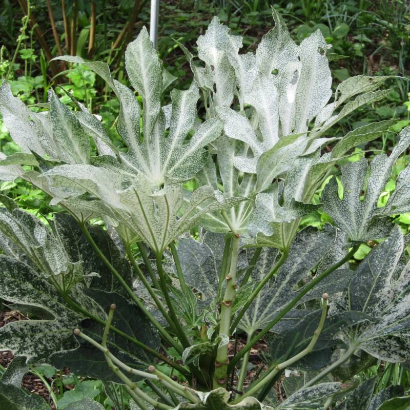 Fatsia  Spider's Web, Faux-Aralia du Japon à fleurs Blanche/ - feuillage Persistant - Godet - 5/20 cm - Imagen 7
