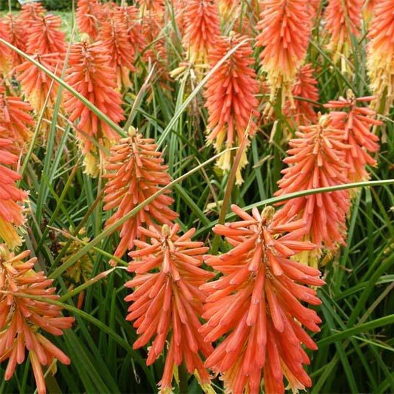 Promesse de Fleurs - Kniphofia Redhot Popsicle - Tritoma Godet de 8/9 cm