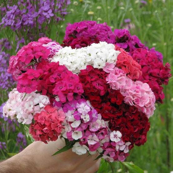 Graines d'Oeillet de poète Etournelle Formula Mix - Dianthus barbatus le sachet de 1000 graines environ (1,3g)
