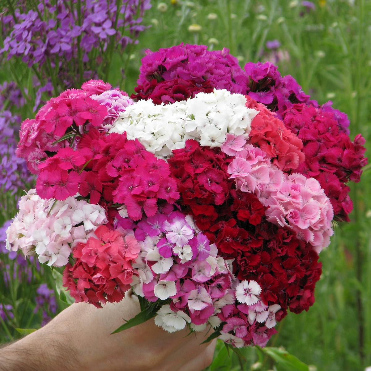 Graines d'Oeillet de poète Etournelle Formula Mix - Dianthus barbatus le sachet de 1000 graines environ (1,3g)