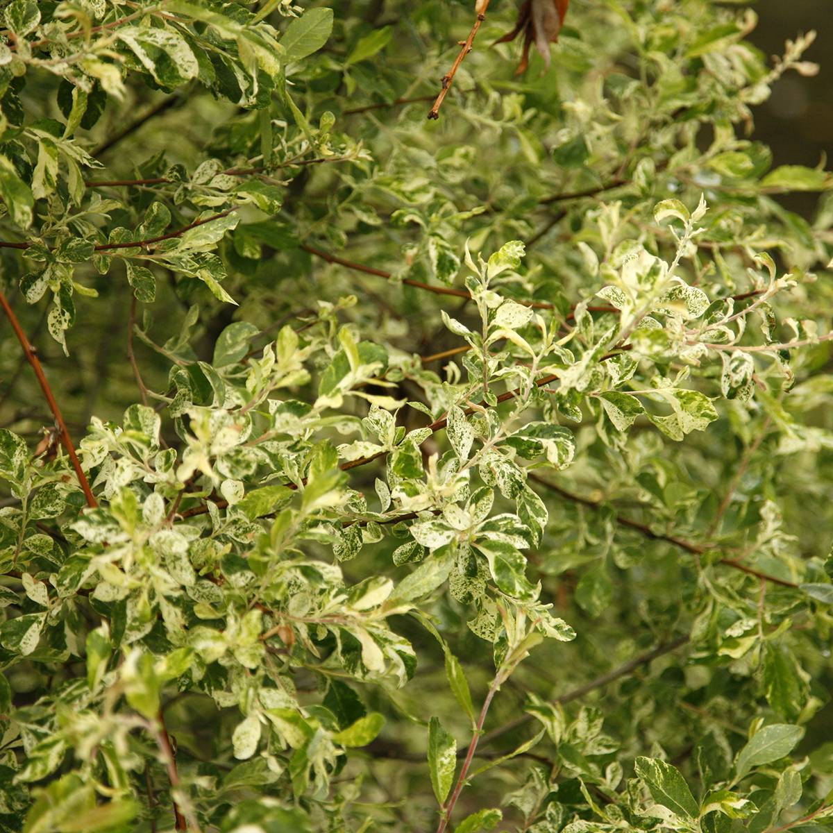 Promesse de Fleurs - Salix cinerea Tricolor - Saule cendré Pot de 3L/4L, Tige