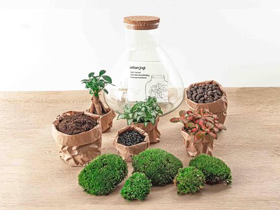 Sam Xl Bonsai - H32cm - Image 2