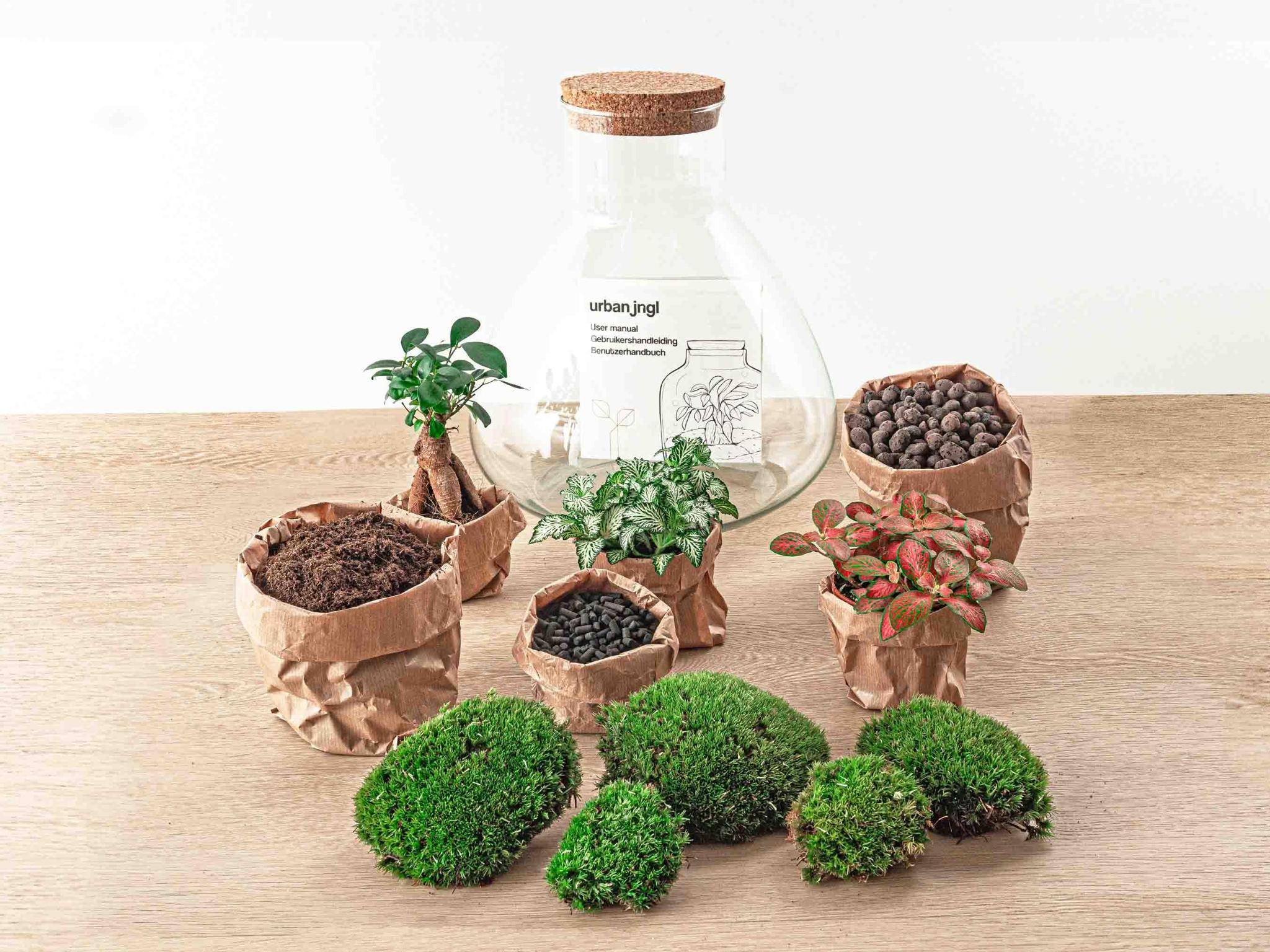 Sam Xl Bonsai - H32cm - Image 2