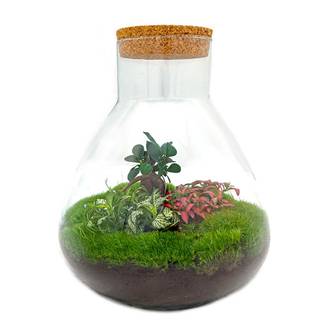 Sam Xl Bonsai - H32cm
