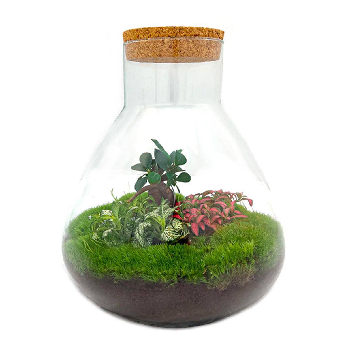 Sam Xl Bonsai - H32cm - Image 1