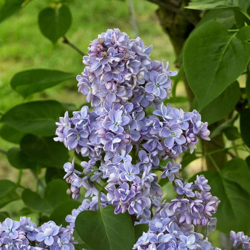 Promesse de Fleurs - Lilas - Syringa vulgaris Capitaine Baltet Pot de 4L/5L