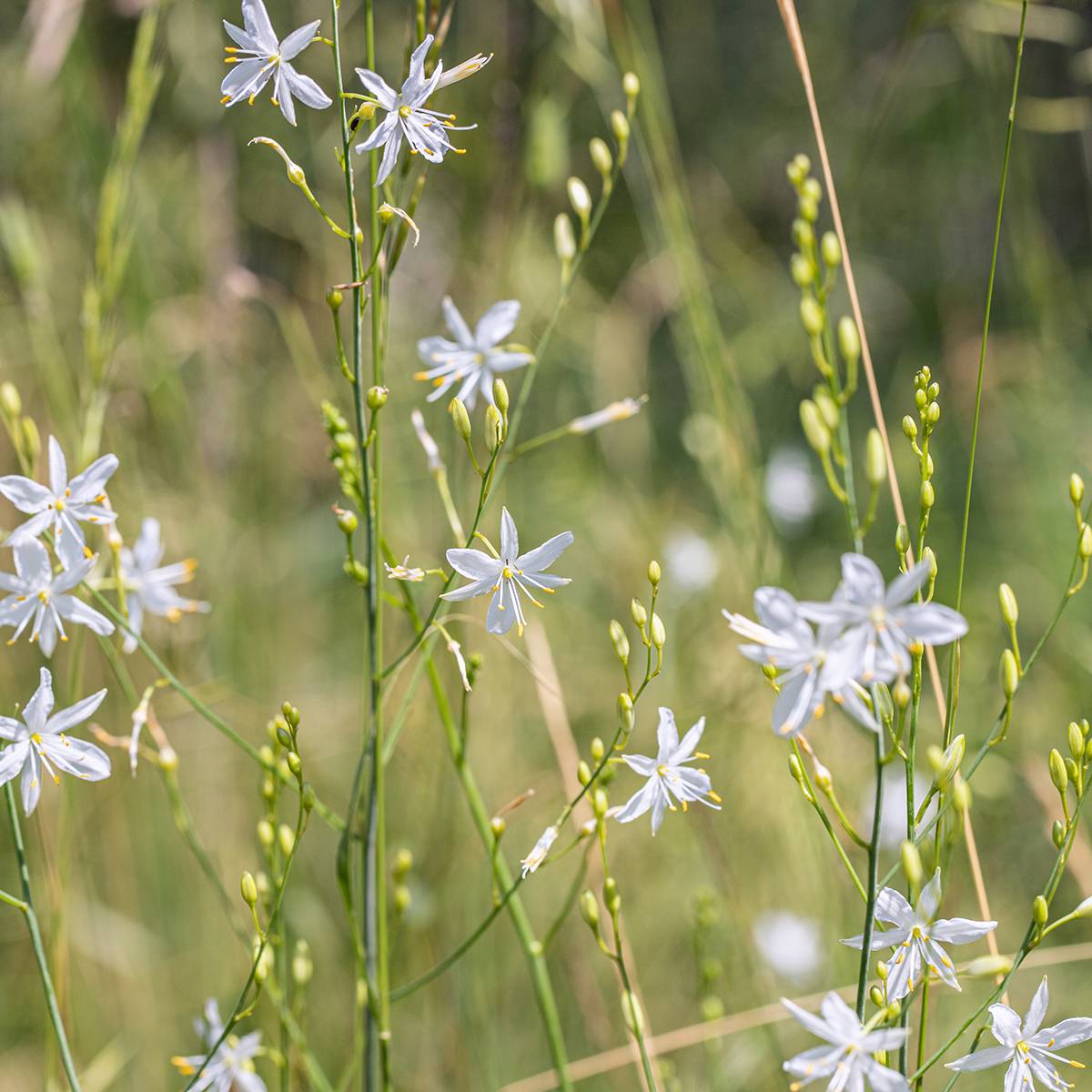 Phalangère à fleurs de lis - Anthericum liliago Godet de 8/9 cm