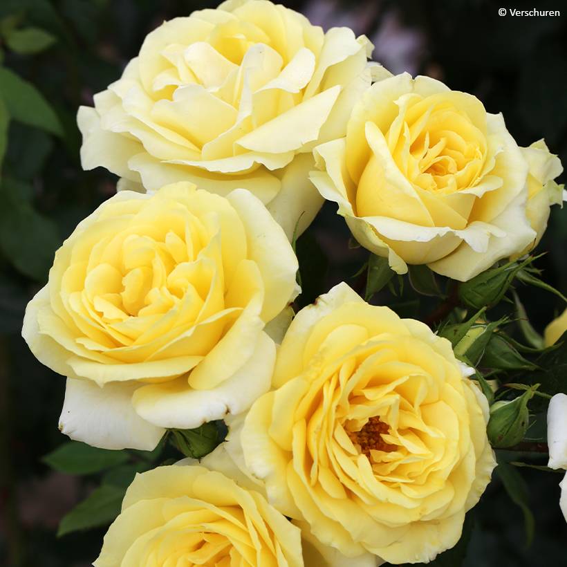 Promesse de Fleurs - Rosier à grandes fleurs Eleganza Limona Pot de 4L/5L