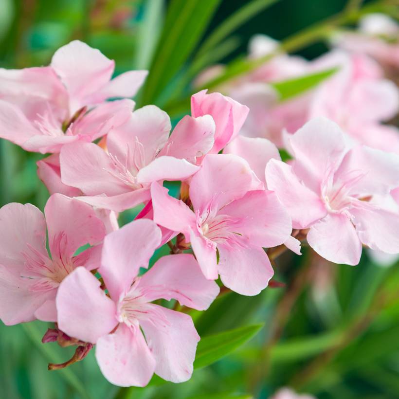 Promesse de Fleurs - Laurier rose Caro - Nerium oleander Pot de 10 cm/11cm