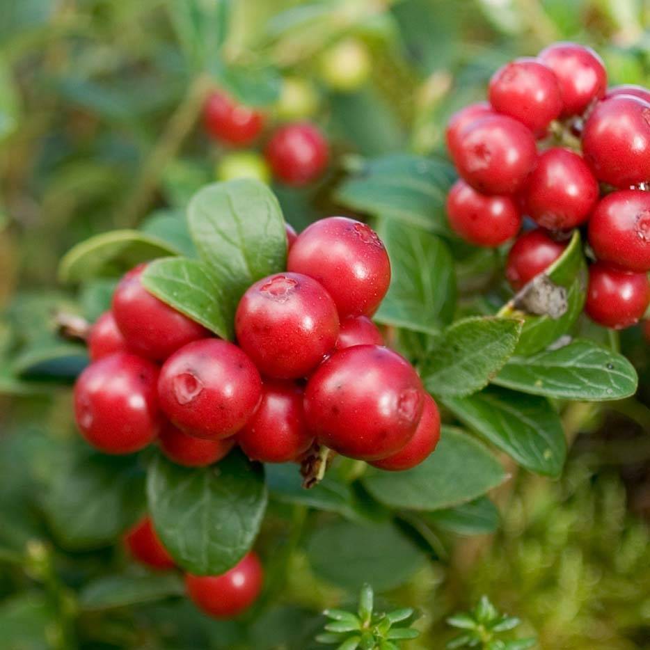 Promesse de Fleurs - Airelle rouge Red Candy - Vaccinum vitis-idaea Pot de 1,5L/2L, Buisson