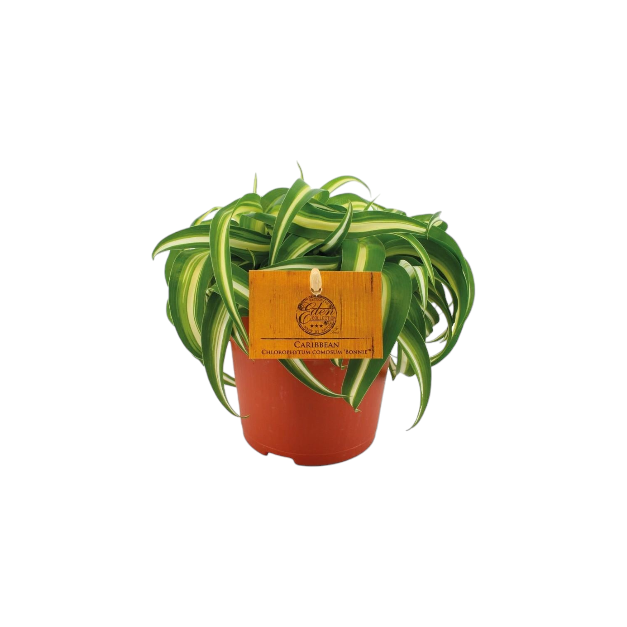 La Green Touch - Chlorophytum Bonnie 15cm - Plante d'intérieur- La Green Touch - Imagen 1