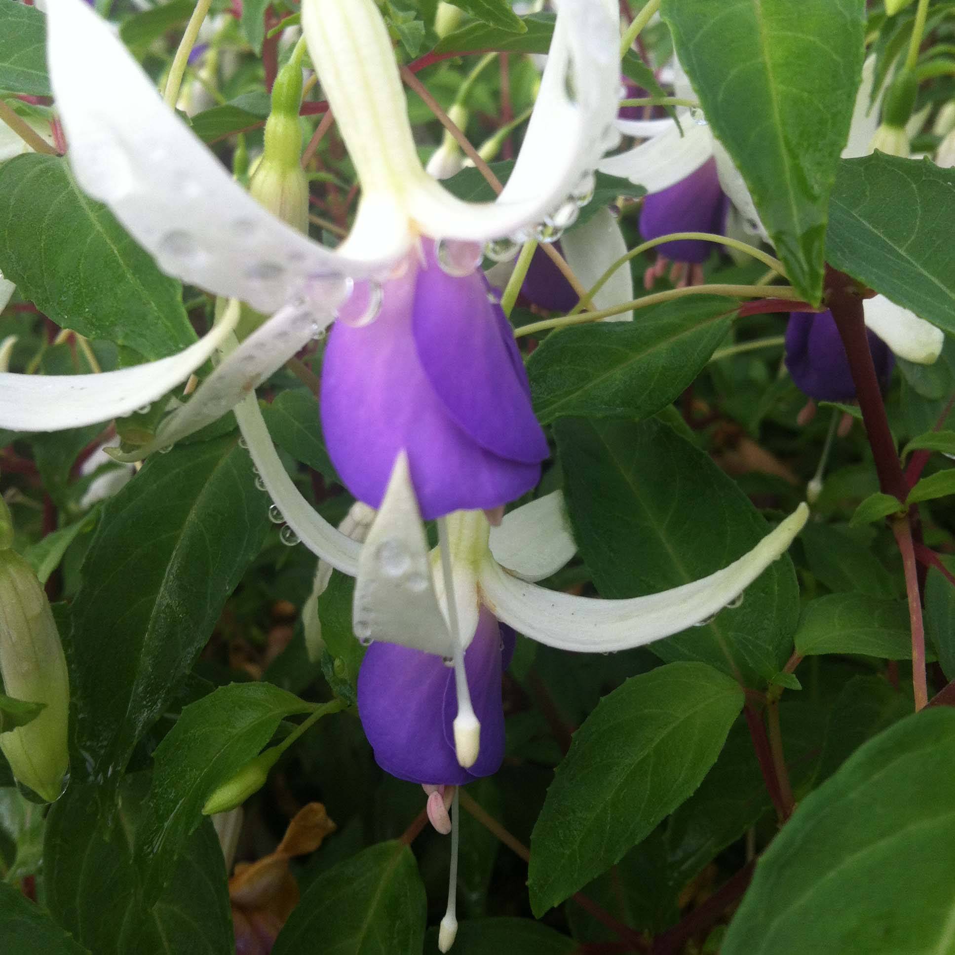 Fuchsia rustique Blue Sarah Godet de 7/8 cm